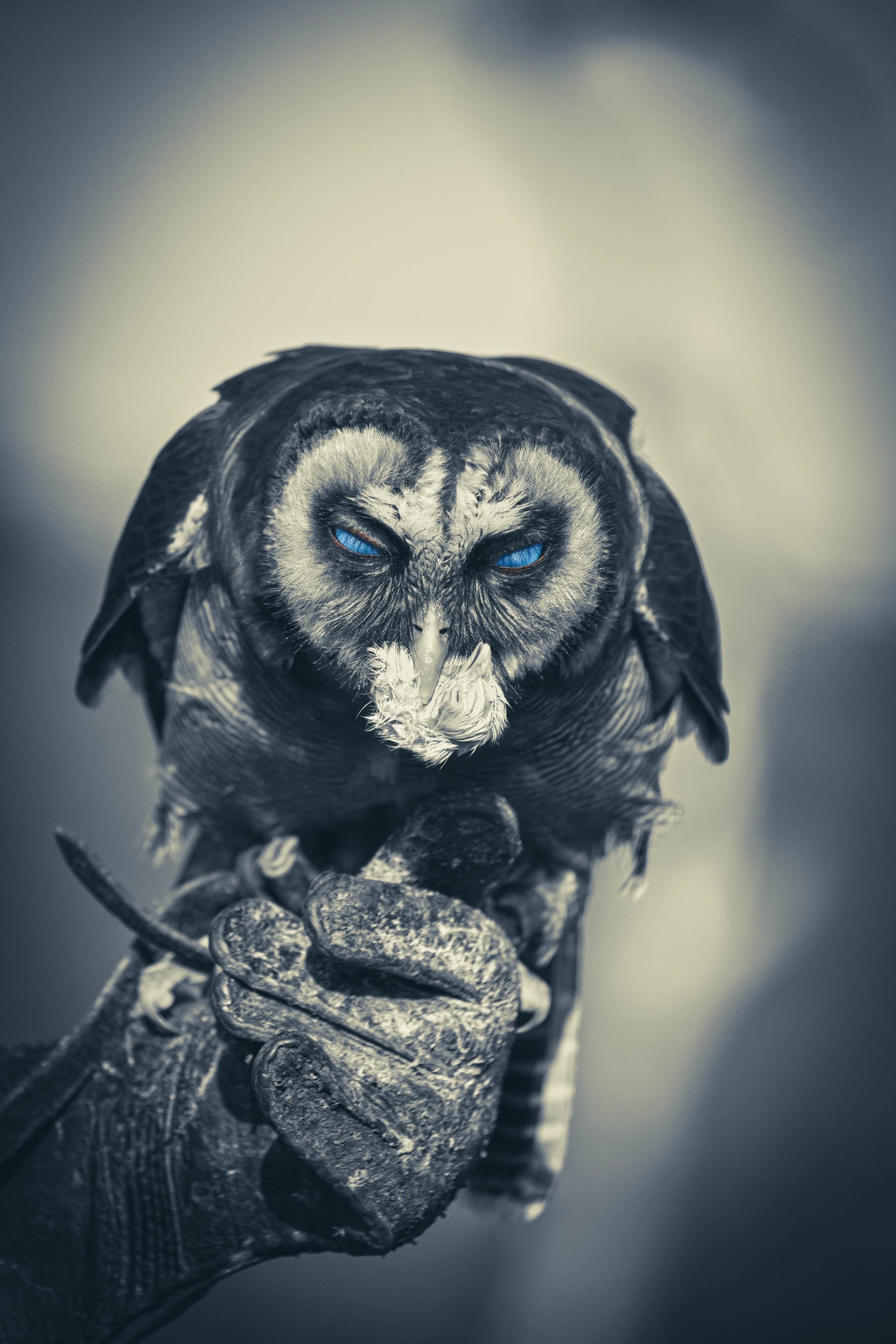 Bird2